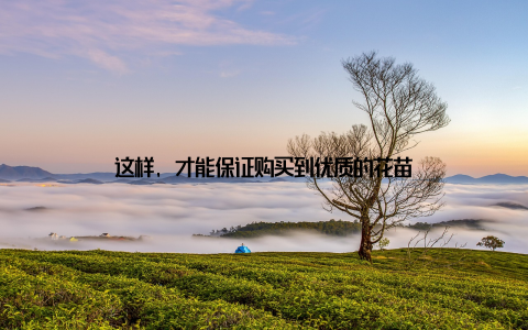 这样, 才能保证购买到优质的花苗