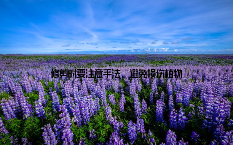 修剪时要注意手法, 避免损伤植物
