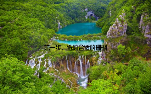 第一步, 选购合适的珊瑚