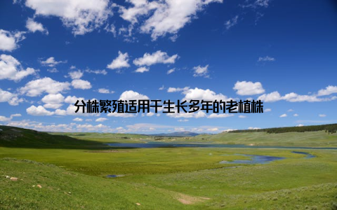 分株繁殖适用于生长多年的老植株