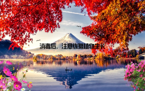 消毒后, 注意恢复植物生长