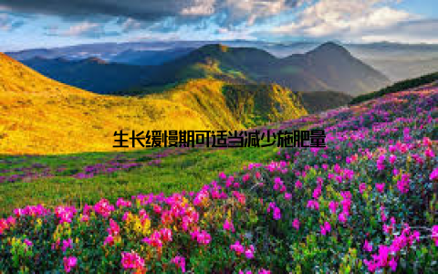 生长缓慢期可适当减少施肥量