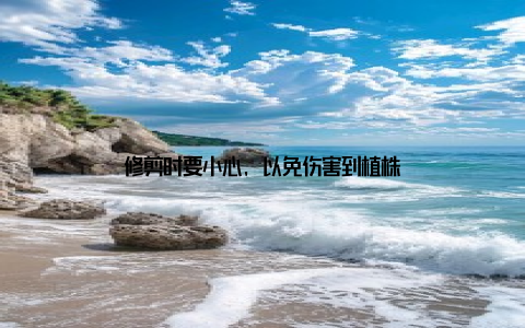 修剪时要小心, 以免伤害到植株