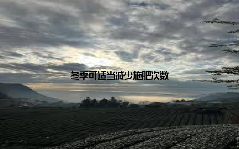 冬季可适当减少施肥次数