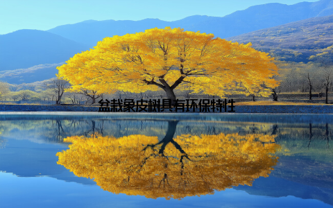 盆栽象皮树具有环保特性