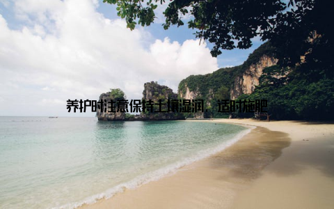 养护时注意保持土壤湿润, 适时施肥