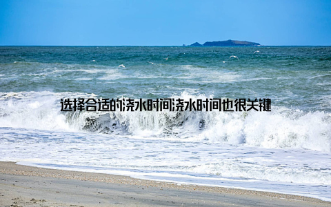 选择合适的浇水时间浇水时间也很关键