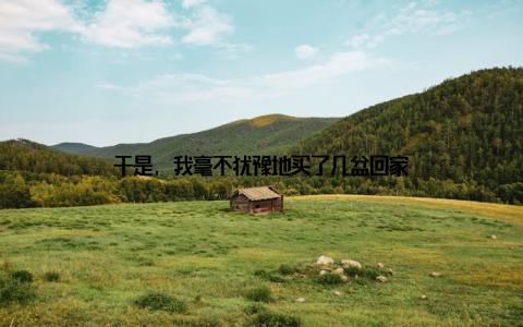 于是, 我毫不犹豫地买了几盆回家
