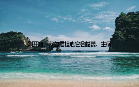 刚开始, 我总是担心它会枯萎、生病