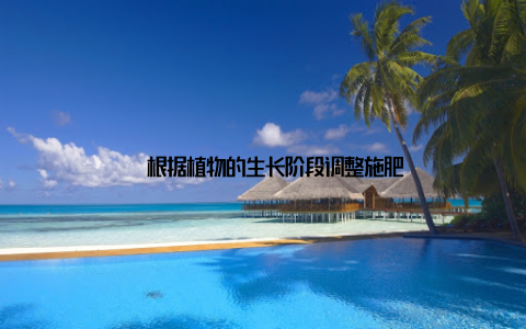 – 根据植物的生长阶段调整施肥