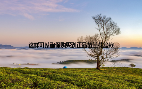 这样可以确保购买到正品苗兰花盆栽