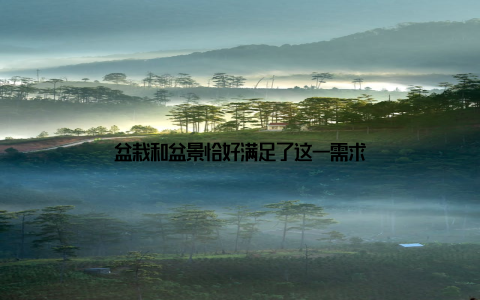 盆栽和盆景恰好满足了这一需求