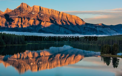 葡萄树喜欢温暖湿润的环境, 不耐寒
