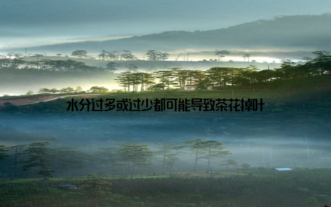 水分过多或过少都可能导致茶花掉叶