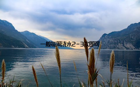 一般每周浇水2-3次即可