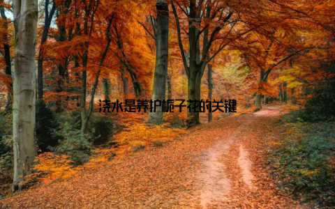 浇水是养护栀子花的关键