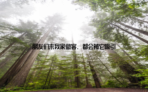 朋友们来我家做客, 都会被它吸引