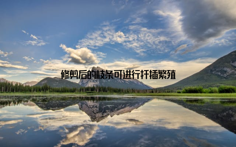修剪后的枝条可进行扦插繁殖