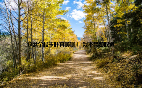 这盆金枝玉叶真美啊! 我不禁赞叹道
