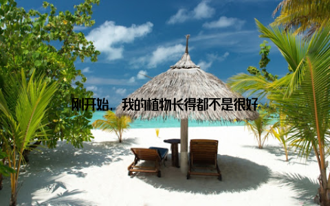刚开始, 我的植物长得都不是很好
