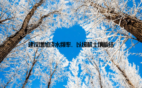 建议增加浇水频率, 以缓解土壤板结