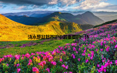 浇水是盆栽养护中最重要的一环