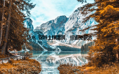 浇水 保持土壤湿润, 但避免积水