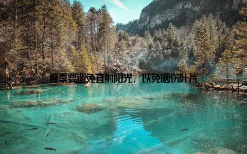 夏季要避免直射阳光, 以免晒伤叶片