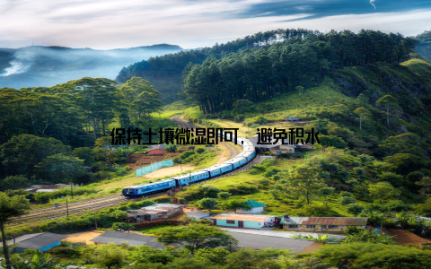 保持土壤微湿即可, 避免积水