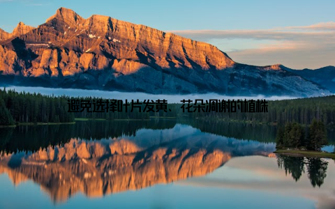 避免选择叶片发黄、花朵凋谢的植株